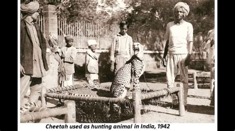 Cheetah Reintroduction in India