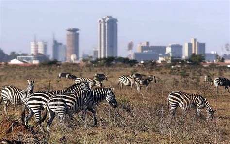 Dana Safaris Nairobi National Park - Dana Safaris