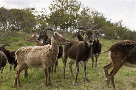 Soay sheep herd, Devon - Stock Image - C016/3508 - Science Photo Library