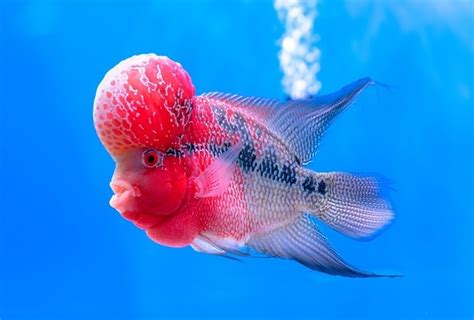 Flowerhorn Cichlid Care Size, Life Span, Tank Mates,, 57% OFF