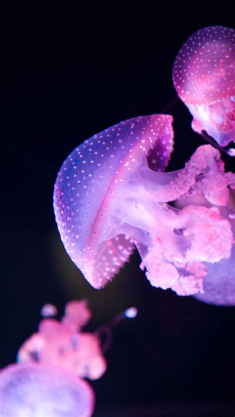 Pink Jellyfish Wallpaper