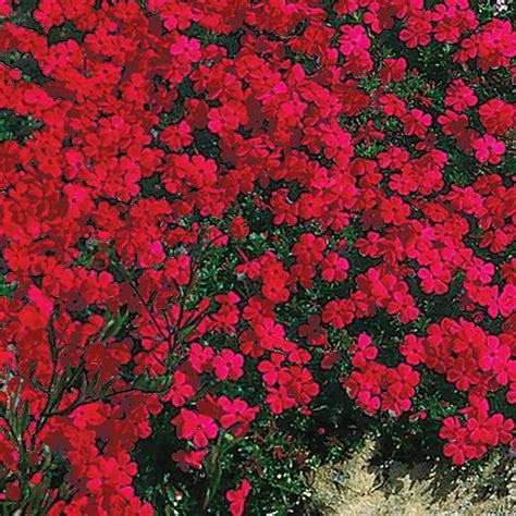 Spring Hill Nurseries Red Creeping Phlox Live Bareroot Plant Red ...