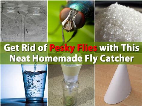 Get Rid of Pesky Flies with This Neat Homemade Fly Catcher - DIY & Crafts