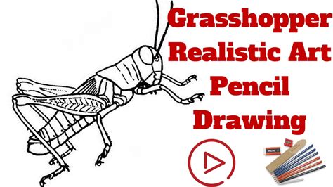 Grasshopper Sketch at PaintingValley.com | Explore collection of ...