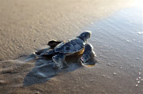 Critical sea turtle habitats in Turkey, Greece and Cyprus 'remain ...