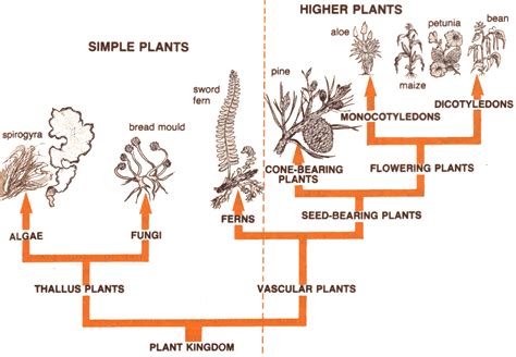 Flowering Plant Identification Key