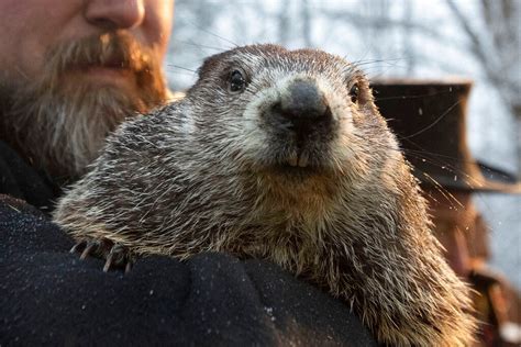 Groundhog Day: Did Punxsutawney Phil see his shadow? Groundhog predicts ...