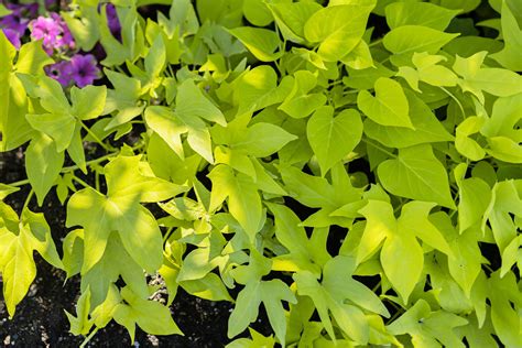 Sweet Potato Vine: Plant Care & Growing Guide