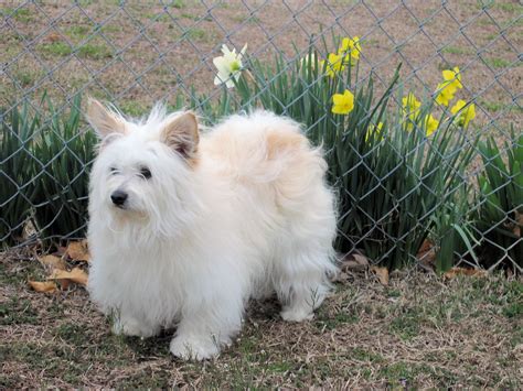 Linda and Robert's super star spoiled maltese pomeranian mix, (MaltiPom ...