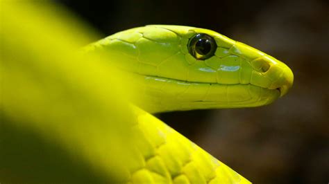 Deadly green mamba snake found on African ship docked in Aberdeen | UK ...