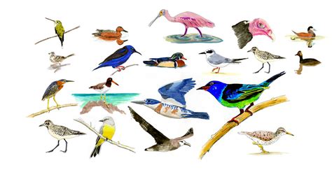 How Many Species Of Birds Live On Earth - The Earth Images Revimage.Org