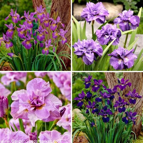 Siberian iris - a selection of 4 most intriguing varieties – Garden ...