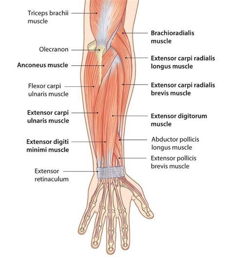 Forearm Pain Treatment - El Paso, TX | Sciatica Pain and Treatment Clinic