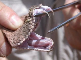 Western Diamondback Rattlesnake - Coniferous Forest