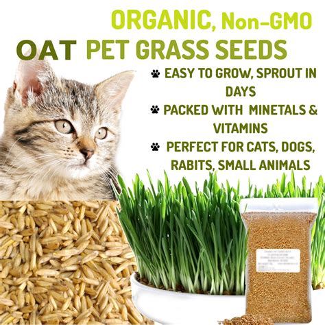 Organic Cat Oat Grass Seeds ~ Fully grown in 14 days ~ Pets Love it!