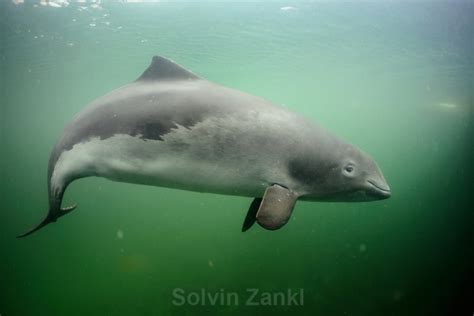 Harbor Porpoise – "OCEAN TREASURES" Memorial Library