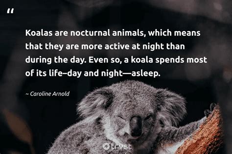 15 Koala Quotes About The Sleepy Marsupials