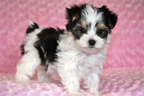 Morkie puppy | Morkie puppies, Puppies, Morkie dogs