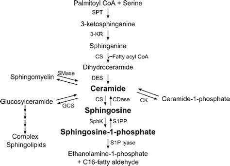 The complex metabolic pathways of sphingolipid metabolism. The ...