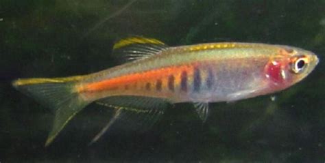 Glowlight Danio (Celestichthys choprae)