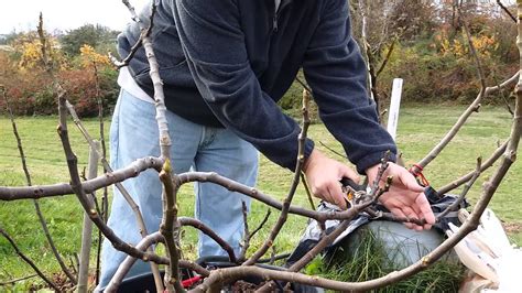 Pruning fig trees for winter storage - YouTube