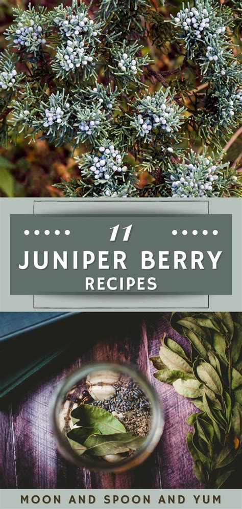 All about juniper berries 11 delicious juniper berry recipes – Artofit