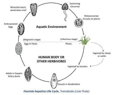 Fasciola hepatica Life Cycle | Information by Catalina Maya … | Flickr