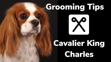 GROOMING tips for a CAVALIER KING CHARLES spaniel. How to control ...