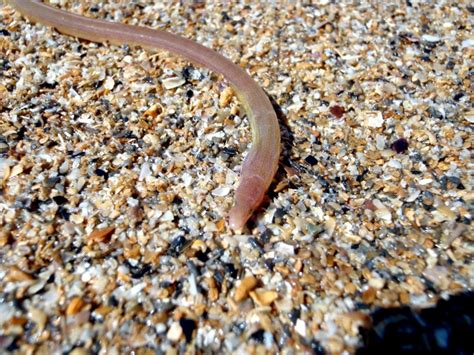 Beaked Sea Snake – "OCEAN TREASURES" Memorial Library