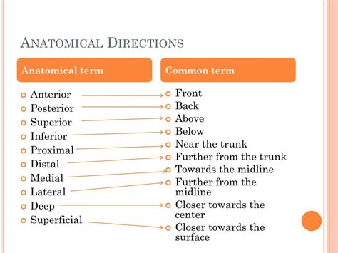 PPT - Anatomical Directions PowerPoint Presentation, free download - ID ...