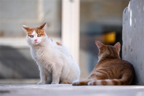 Why feral cats are such a threat to Australian wildlife