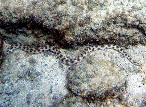 Beaked Sea Snake – "OCEAN TREASURES" Memorial Library