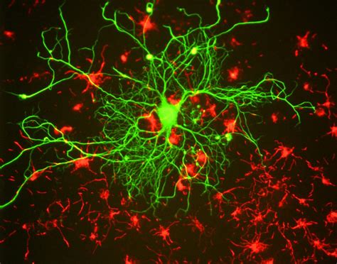 Imágenes de fluorescencia | Datakosine