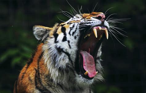 Tiger Roaring Wallpapers - Wallpaper Cave