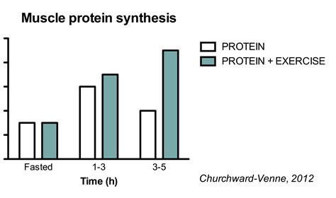 The Ultimate Guide to Muscle Protein Synthesis