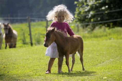 Bluey is believed to be the world's smallest horse at 15 inches tall ...