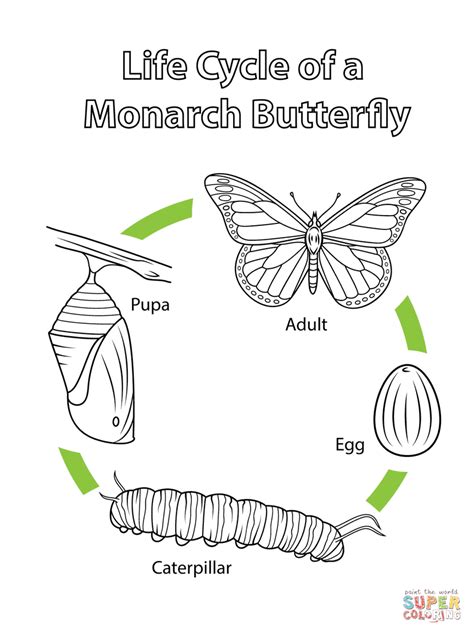 Life Cycle of a Monarch Butterfly coloring page | Free Printable ...