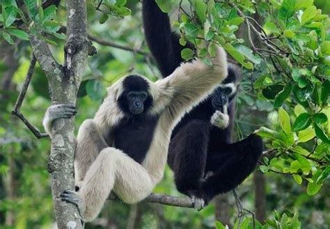 Communities and cutting-edge tech keep Cambodia’s gibbons singing