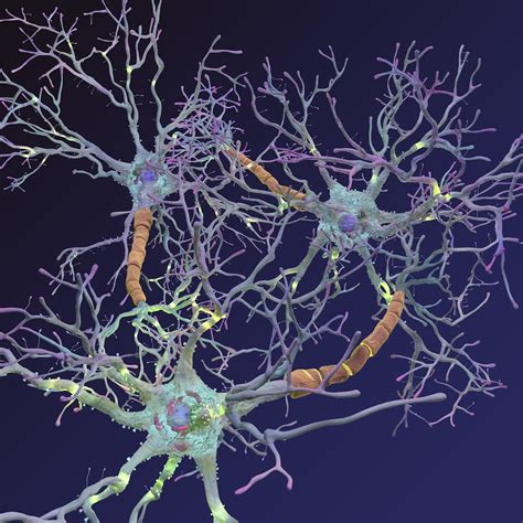 neurons synapses myelin c4d