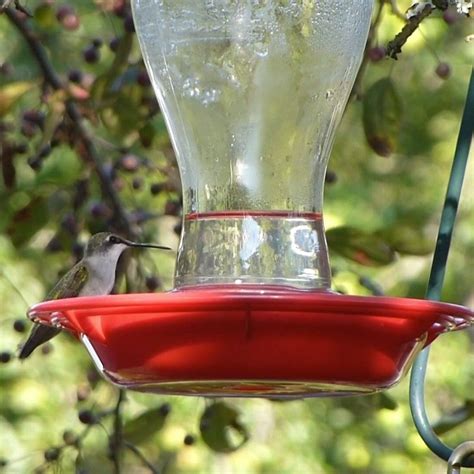 How to Clean a Hummingbird Feeder | Have hummingbirds at your feeder ...