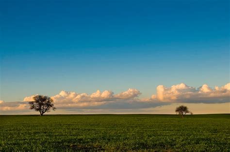 Premium Photo | Pampas countyside landscape la pampa patagonia argentina