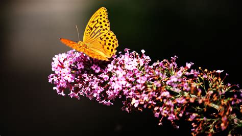 3840x2160 Butterfly In Garden 4K ,HD 4k Wallpapers,Images,Backgrounds ...