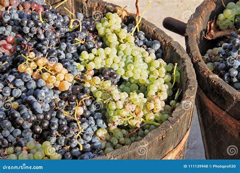 Harvesting grapes stock photo. Image of autumn, france - 111139948