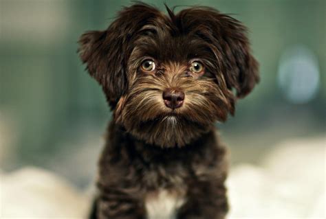 Whiskey - The Chocolate Havanese puppy | Bision Havanais | Pinterest ...