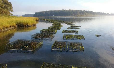 First Light Shellfish Farm — Mashpee Wampanoag Tribe