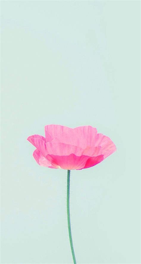 Simple Flower Wallpapers - Top Free Simple Flower Backgrounds ...