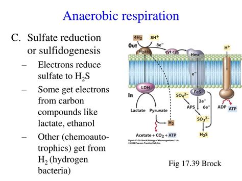 PPT - Anaerobic respiration PowerPoint Presentation, free download - ID ...