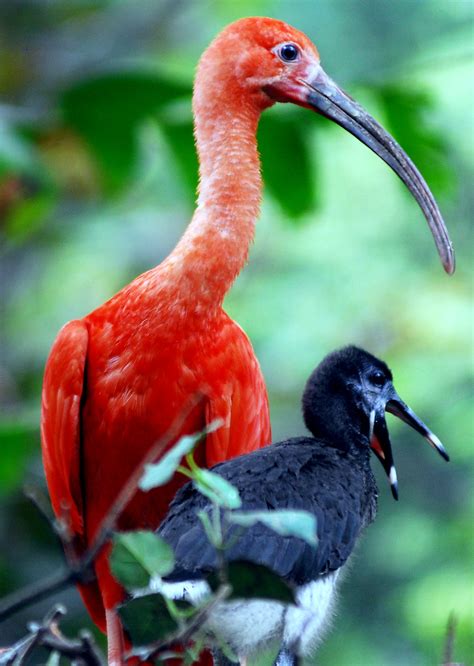 Scarlet ibis | Scarlet ibis mommy and baby @ everland.korea … | Flickr