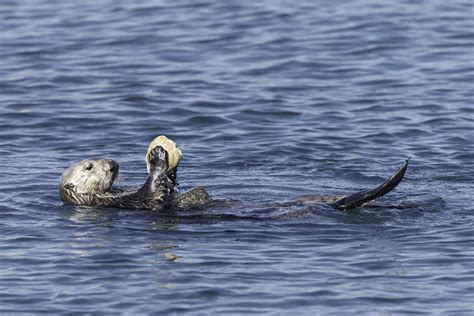 Information on the Diet of Sea Otters