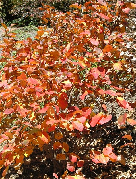 Fothergilla 'Mount Airy' (Dwarf Fothergilla, Mt. Airy Fothergilla ...